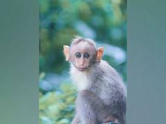 
      
      Monkeys make a stink in response to human noise
      
      