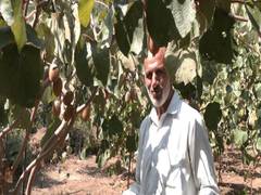 
      
      J&K: 60-year-old farmer successfully grows Kiwis in Udhampur
      
      