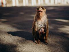 
      
      Colorful primates don’t have better color vision: Study
      
      