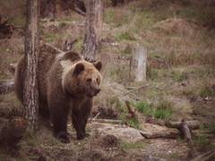 
      
      Study identifies most urgent issues for grizzly bear conservation
      
      