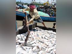 
      
      Bangladesh to implement fish catching ban, Hilsa imports to fall
      
      