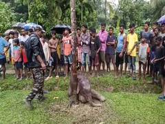 
      
      Elephant calf rescued from drain in Assam’s Sonitpur
      
      