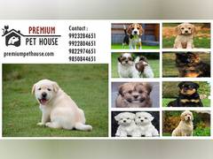 
      
      Premium Pet House Sold 500 Puppies in the Month of August 2023
      
      