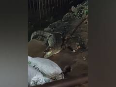 
      
      Crocodile sighted in Hyderabad's Chintal Basti area
      
      