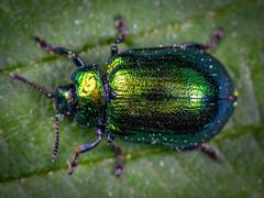 
      
      Pheromones impact fake behaviour in beetles: Study
      
      