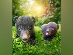 
      
      The Amazing Taman Safari Bali Welcomes Himalayan Black Bear Cubs
      
      