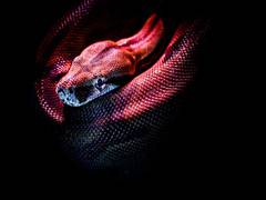 
      
      Snake antivenom vials available in Delhi Hospitals: Expert
      
      