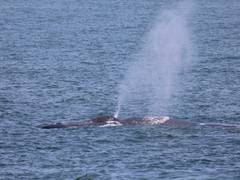 
      
      CMFRI researchers embark on coastal survey on marine mammals
      
      