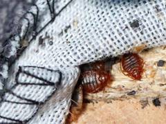 
      
      Paris battles invasion of bedbugs; spotted in trains, theatres
      
      