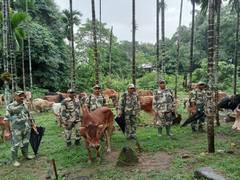 
      
      Meghlaya: BSF rescues 74 head of cattle on International border 
      
      