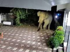 
      
      Tamil Nadu: Wild tusker attacks forest officials in Gudalur
      
      