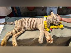 
      
      MP: 5-month-old cub of white lioness dies in Gwalior’s Zoo
      
      