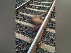 
      
      MP: Pregnant leopard dies after being hit by train in Bhopal
      
      