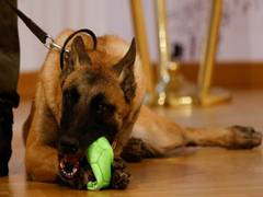 
      
      Israel military’s Canine Unit rescues 200 people in Kibbutz
      
      