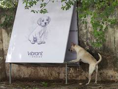
      
      Vibrant Spaces’ Innovative Approach to Safer Chennai for Canines
      
      