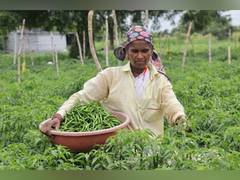 
      
      WOTR Catalyses Agricultural Transformation: Jalna's FPOs Record 
      
      