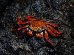 
      
      Billions of snow crabs disappear from ocean around Alaska: Report
      
      