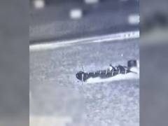 
      
      IDF thwarts Hamas’ sea-borne infiltration attempt
      
      