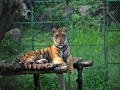 
      
      U'khand govt to establish Tiger Reserve Conservation Foundation
      
      
