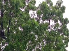 
      
      Tamil Nadu: Heavy rain damaged crops in Nagapattinam, say farmers
      
      