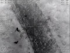 
      
      BSF foils another cattle smuggling attempt using drone
      
      