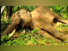 
      
      Tamil Nadu: Tusker dies due to electrocution in Nilgiris
      
      