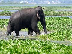 
      
      Tamil Nadu: 35-year-old tuskless elephant found dead at Anamalai
      
      