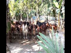 
      
      WB: BSF foils cattle smuggling bid, rescues 54 cattle heads
      
      