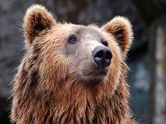 
      
      Visakhapatnam: Zoo employee dies after bear attacks him
      
      