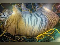 
      
      Hediyala: Man-eater tiger that killed 50-year old woman, captured
      
      