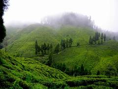
      
      Darjeeling Gardens Achieve Carbon Sequestration Milestone
      
      