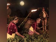 
      
      Okayti Tea Estate's Moonlight Plucking: A Time-honored Tradition 
      
      