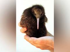 
      
      NZ: Wellington welcomes first Kiwi chicks in over 150 years
      
      