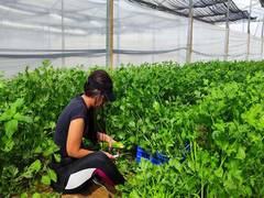 
      
      Soldiers mobilise to battle Israeli agriculture's greatest crisis
      
      