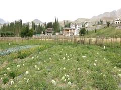
      
      Ladakh introduced new tech to grow vegetables in harsh conditions
      
      