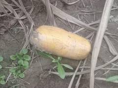 
      
      BSF, Punjab Police recover contrabands from Gurdaspur
      
      