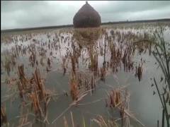 
      
      Heavy rain due to Cyclone Michong submerges chilli fields
      
      