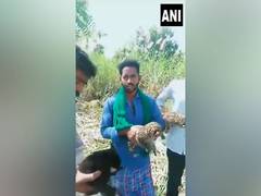 
      
      3 leopard cubs found in cane field in Karnatak's Mysuru
      
      
