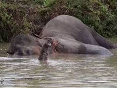 
      
      Assam: Injured tusker responds positively to treatment
      
      