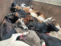 
      
      Assam: Police recover 70 cattle heads from two trucks at Jorabat
      
      
