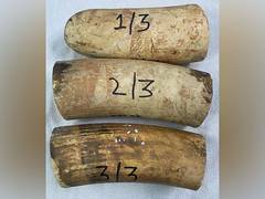 
      
      DRI Siliguri seizes elephant tusks from train at New Jalpaiguri
      
      
