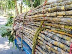 
      
      'Curb on cane for ethanol to reduce blending, boost sugar output'
      
      