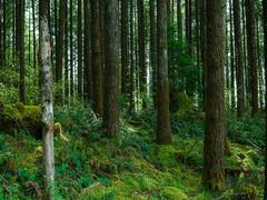 
      
      Indian Forest & Wood Certification scheme launched
      
      