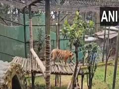 
      
      Zoological Park in Darjeeling gets two Siberian tigers
      
      
