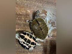 
      
      DRI rescues 436 baby Indian Tent Turtles in Lucknow
      
      