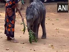 
      
      Abandoned elephant calf starts new life in Kerala's Palakkad
      
      