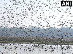 
      
      Pobitora Wildlife Sanctuary welcomes surge of migratory birds
      
      