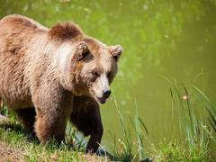
      
      Assam: Bear that created terror caught by forest department 
      
      