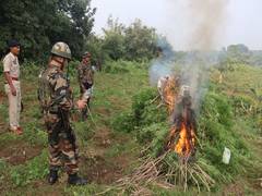 
      
      Assam Rifles destroy 30,000 cannabis plantation worth Rs 1.5 cr
      
      