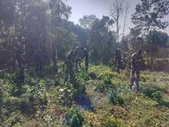 
      
      BSF intensifies ganja destruction drive in Tripura
      
      